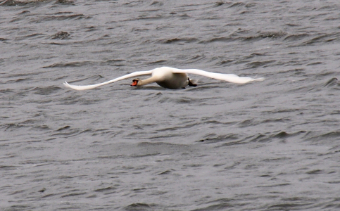 [White swan with wings completely outstretched a few feet above the water.]